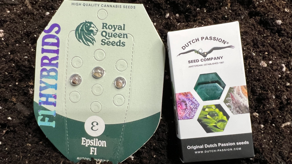 Samenpackungen von Epsilon F1 (Royal Queen Seeds) und Passion #1 (Dutch Passion) auf frischer Erde – die beiden Sorten für das Grow-Tagebuch 2026